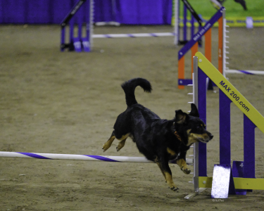 PAWPRINT DOGS - PawPrint Trials