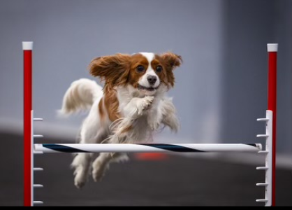 Finnegan