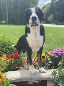 Kiko