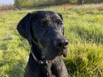 Cinder