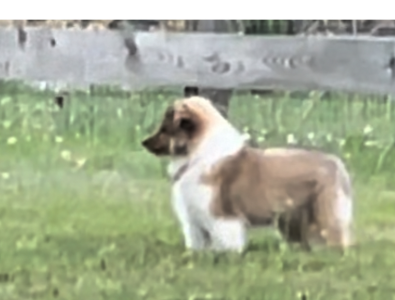 Mimi