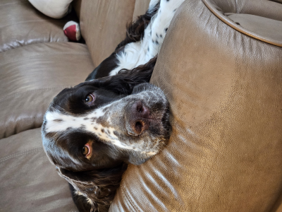 Rolo