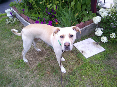 Oliver